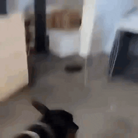 a blurry picture of a dog walking in a living room .