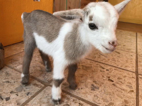 Nigerian Baby Goat GIF - Nigerian Baby Goat GIFs