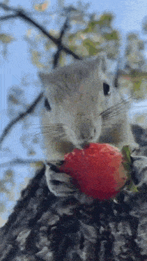 a squirrel is eating a strawberry on a tree branch .