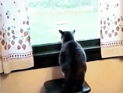 a cat sitting on a stool looking out a window with leopard print curtains