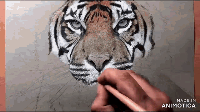 a person is drawing a tiger 's face with a pencil and the words made in animotica below it