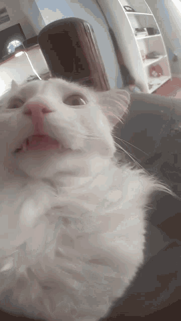a white cat is sitting on a couch and looking at the camera