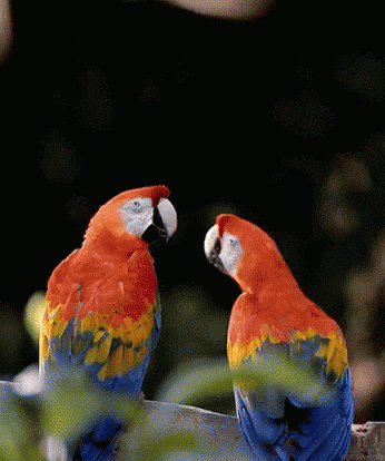 Parrots Kiss GIF - Parrots Kiss Birds GIFs
