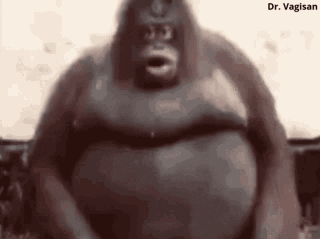 Fat Ape GIF - Fat Ape Lazy GIFs