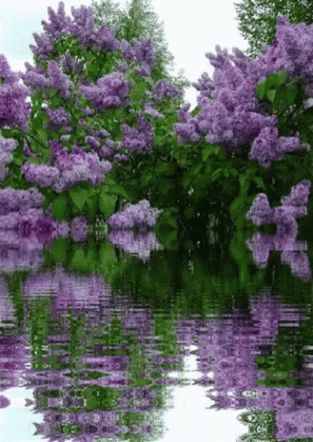 Birthday Lilacs GIF - Birthday Lilacs GIFs