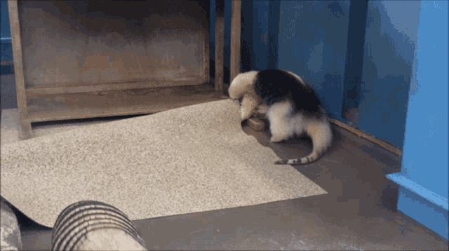 a black and white animal is standing on a carpet