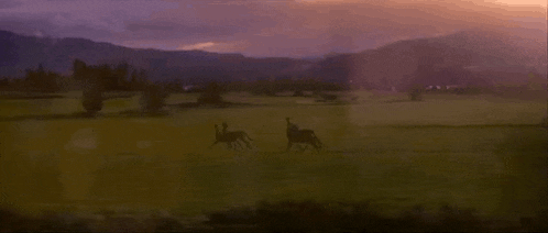 a group of horses are running through a field at sunset .