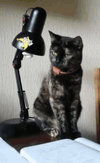 a cat sitting next to a lamp with a sticker on it that says ' snoopy '