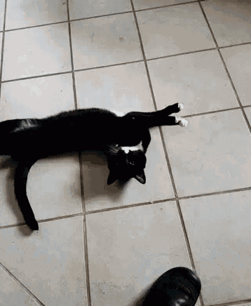 Cat Beg GIF - Cat Beg Floor GIFs