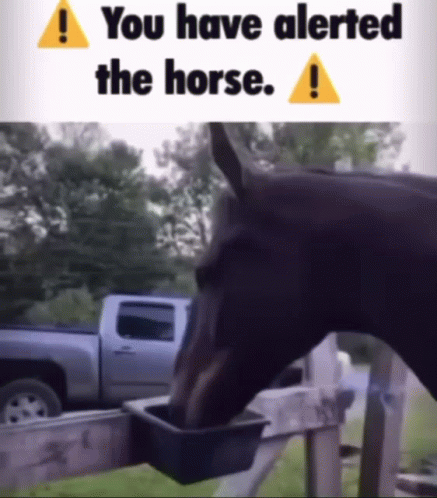 You Have Alerted The Horse Bruh GIF - You Have Alerted The Horse Bruh GIFs
