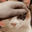 a close up of a cat 's face with a donut on its head .