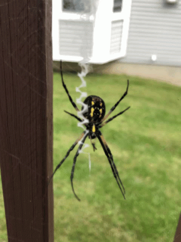 Spider Web GIF - Spider Web Garden GIFs