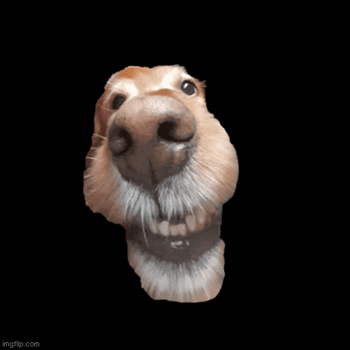 a close up of a horse 's nose with a black background and the url imgflip.com