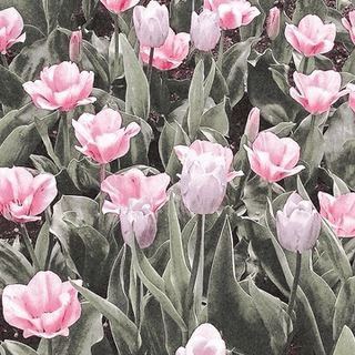 Flowers GIF - Flowers GIFs