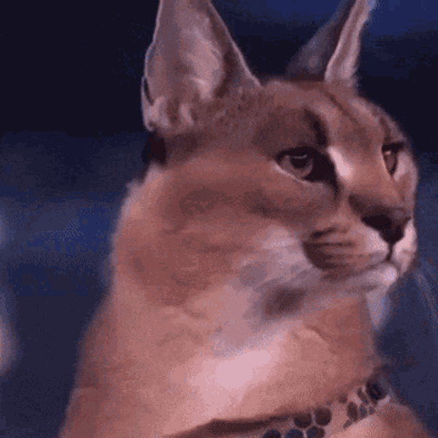 a close up of a caracal cat wearing a leopard print collar .