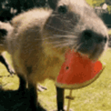 Capybaraeatingwatermelon GIF - Capybaraeatingwatermelon GIFs