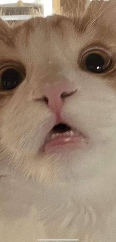 a closeup of a cat 's face with its mouth open