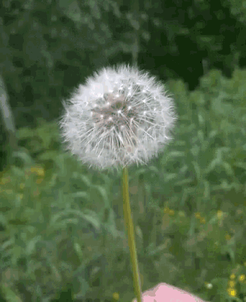 Dandelion Fly GIF