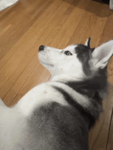 a husky dog is laying down on a wooden floor