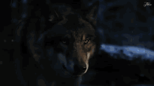 Wolves Stare GIF - Wolves Stare Wolf GIFs