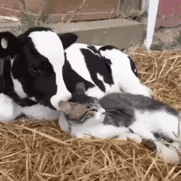 a black and white cow and a cat laying in hay