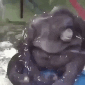 a monkey is swimming in a pool with a blue ball .
