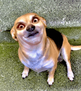 a small brown and white dog with a very funny face
