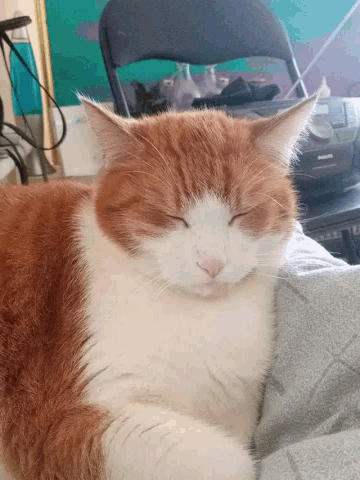 a brown and white cat is sleeping on a person 's lap