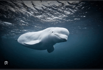 a white whale is swimming in the ocean with a picture of it in the corner