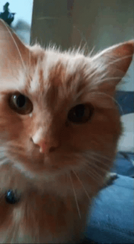 Headpat Cat GIF - Headpat Cat Cute GIFs