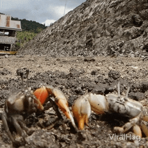 Crabs Fighting Viralhog GIF - Crabs Fighting Crabs Viralhog GIFs