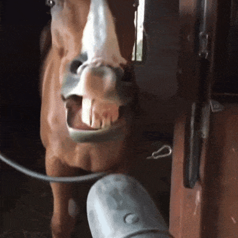 a close up of a horse 's mouth with a shoe in front of it