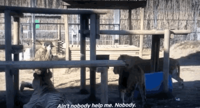 a man talking to a lion in a cage with the words " ain 't nobody help me nobody " visible