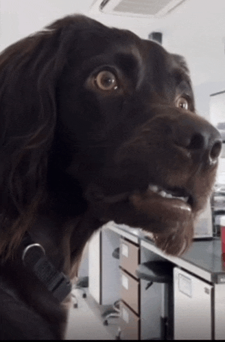 a close up of a dog 's face with a collar that says ' sd ' on it