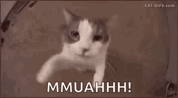 a gray and white cat is looking at the camera with the words `` mmuahhh '' written below it .