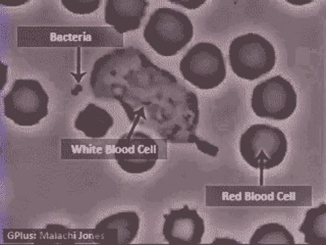Immune System Science GIF - Immune System Science Cell GIFs