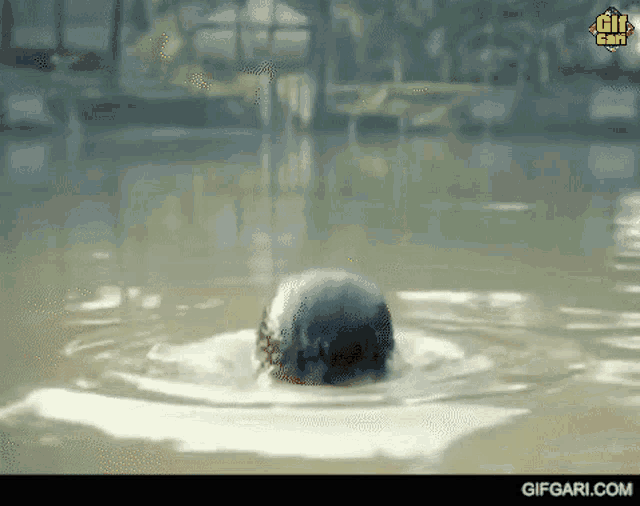Omar Sani Gifgari GIF