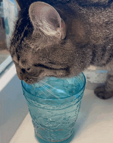 a cat is drinking from a blue glass with a pattern on it
