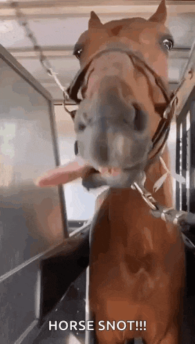 a close up of a horse sticking its tongue out in a cage .