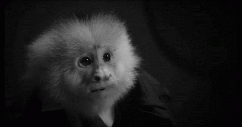 Monkey David Lynch GIF - Monkey David Lynch What Did Jack Do GIFs