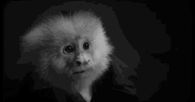 a black and white photo of a monkey with the words i 'm a plastic bag specialist