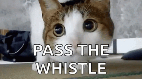 Cats What GIF - Cats What Huh GIFs