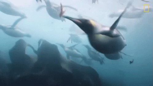 Swimming Around National Geographic GIF - Swimming Around National Geographic Penguins GIFs