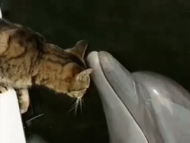Funny Animals Cats GIF - Funny Animals Cats I Boop You GIFs