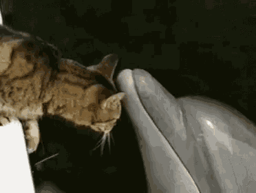 a cat is sniffing a dolphin 's nose in a close up