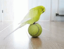 Bird Parakeet GIF - Bird Parakeet Ball GIFs
