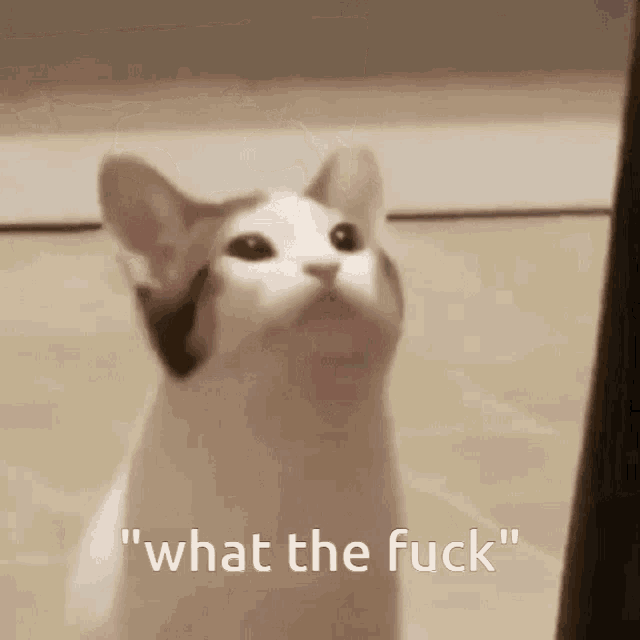 a cat is looking up with the words " what the fuck " written below it