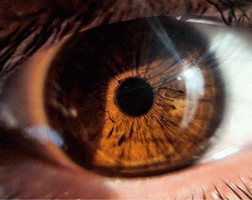 Eye Brown GIF - Eye Brown Pupil GIFs