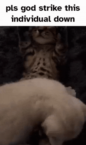 a cat is laying on top of a puppy and giving a thumbs up .