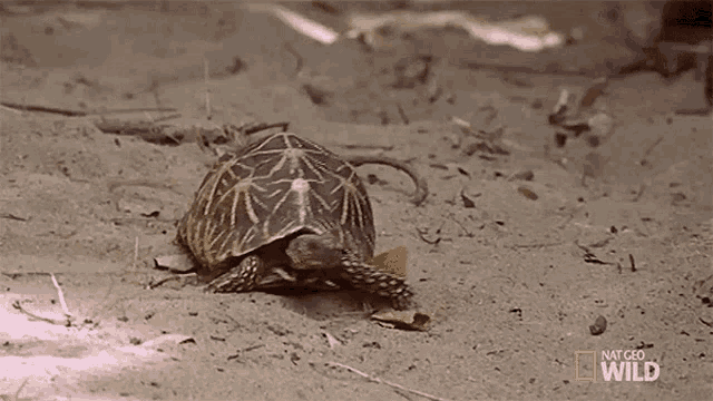 Crawling World Turtle Day GIF